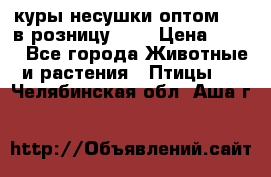куры несушки.оптом 160 в розницу 200 › Цена ­ 200 - Все города Животные и растения » Птицы   . Челябинская обл.,Аша г.